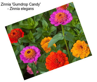 Zinnia \'Gumdrop Candy\' - Zinnia elegans