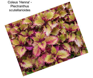 Coleus \'Henna\' - Plectranthus scutellarioides