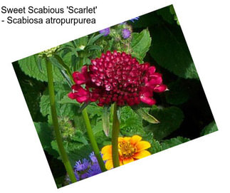 Sweet Scabious \'Scarlet\' - Scabiosa atropurpurea