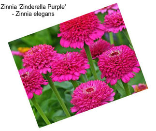 Zinnia \'Zinderella Purple\' - Zinnia elegans