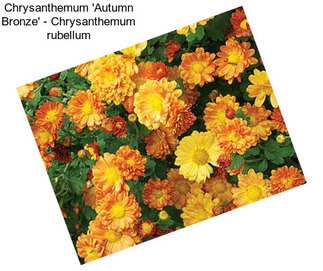 Chrysanthemum \'Autumn Bronze\' - Chrysanthemum rubellum