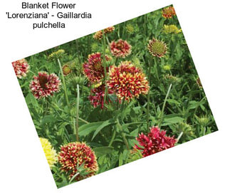 Blanket Flower \'Lorenziana\' - Gaillardia pulchella