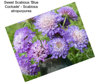 Sweet Scabious \'Blue Cockade\' - Scabiosa atropurpurea