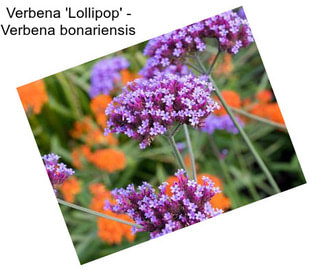 Verbena \'Lollipop\' - Verbena bonariensis