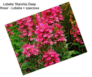 Lobelia \'Starship Deep Rose\' - Lobelia × speciosa