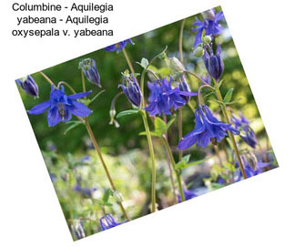Columbine - Aquilegia yabeana - Aquilegia oxysepala v. yabeana