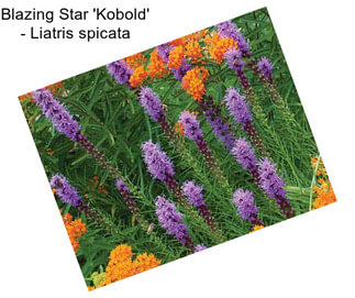 Blazing Star \'Kobold\' - Liatris spicata