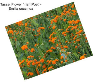 Tassel Flower \'Irish Poet\' - Emilia coccinea