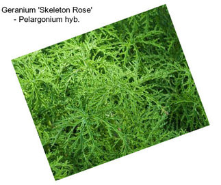 Geranium \'Skeleton Rose\' - Pelargonium hyb.