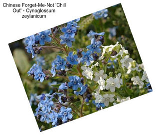 Chinese Forget-Me-Not \'Chill Out\' - Cynoglossum zeylanicum