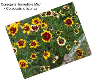 Coreopsis \'Incredible Mix\' - Coreopsis x hybrida