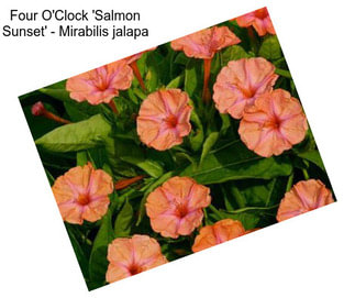 Four O\'Clock \'Salmon Sunset\' - Mirabilis jalapa
