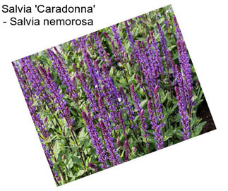 Salvia \'Caradonna\' - Salvia nemorosa