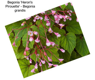 Begonia \'Heron\'s Pirouette\' - Begonia grandis