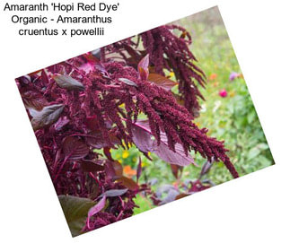 Amaranth \'Hopi Red Dye\' Organic - Amaranthus cruentus x powellii