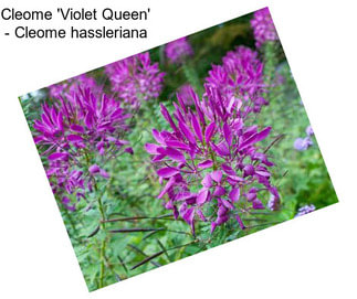 Cleome \'Violet Queen\' - Cleome hassleriana