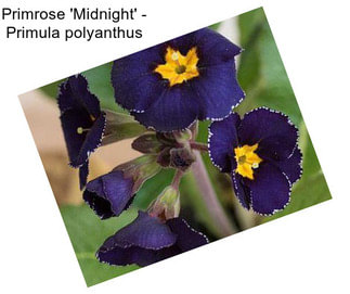Primrose \'Midnight\' - Primula polyanthus
