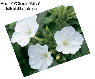 Four O\'Clock \'Alba\' - Mirabilis jalapa