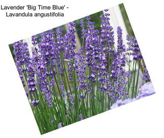 Lavender \'Big Time Blue\' - Lavandula angustifolia