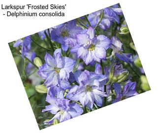 Larkspur \'Frosted Skies\' - Delphinium consolida
