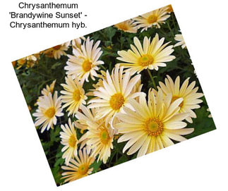 Chrysanthemum \'Brandywine Sunset\' - Chrysanthemum hyb.