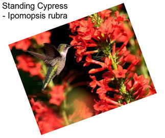 Standing Cypress - Ipomopsis rubra