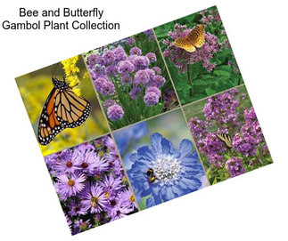 Bee and Butterfly Gambol Plant Collection