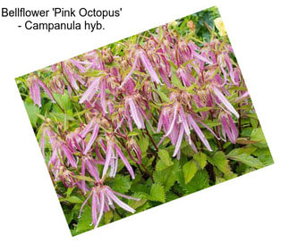 Bellflower \'Pink Octopus\' - Campanula hyb.