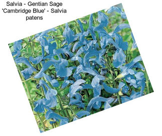 Salvia - Gentian Sage \'Cambridge Blue\' - Salvia patens