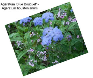 Ageratum \'Blue Bouquet\' - Ageratum houstonianum