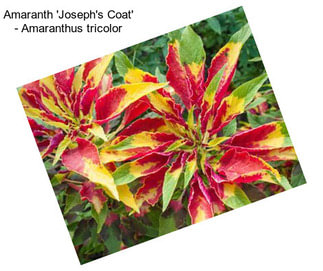 Amaranth \'Joseph\'s Coat\' - Amaranthus tricolor