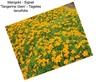 Marigold - Signet \'Tangerine Gem\' - Tagetes tenuifolia