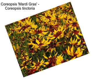Coreopsis \'Mardi Gras\' - Coreopsis tinctoria