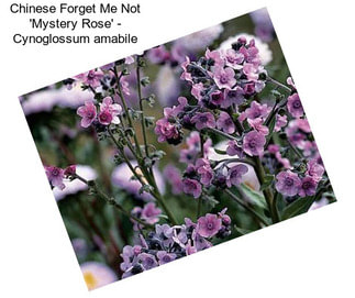 Chinese Forget Me Not \'Mystery Rose\' - Cynoglossum amabile