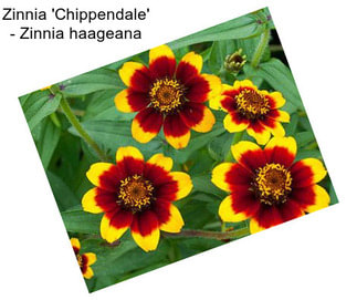 Zinnia \'Chippendale\' - Zinnia haageana