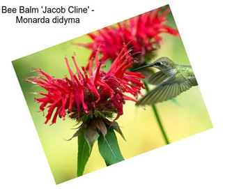 Bee Balm \'Jacob Cline\' - Monarda didyma