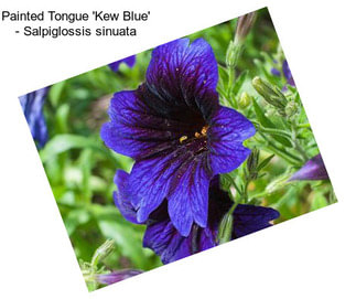 Painted Tongue \'Kew Blue\' - Salpiglossis sinuata