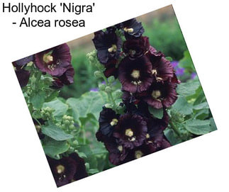 Hollyhock \'Nigra\' - Alcea rosea