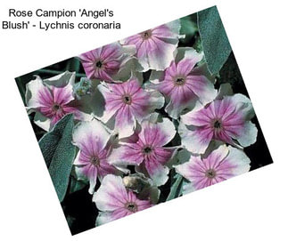 Rose Campion \'Angel\'s Blush\' - Lychnis coronaria