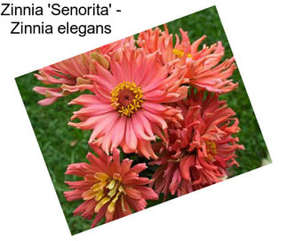 Zinnia \'Senorita\' - Zinnia elegans