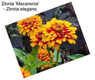 Zinnia \'Macarenia\' - Zinnia elegans