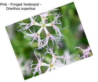 Pink - Fringed \'Ambrosia\' - Dianthus superbus