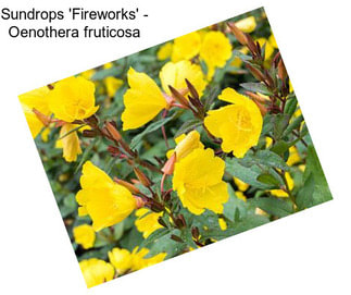 Sundrops \'Fireworks\' - Oenothera fruticosa
