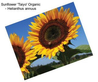 Sunflower \'Taiyo\' Organic - Helianthus annuus