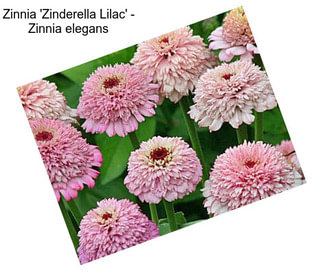 Zinnia \'Zinderella Lilac\' - Zinnia elegans