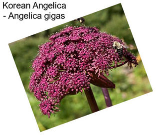 Korean Angelica - Angelica gigas