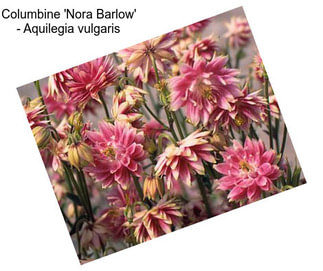 Columbine \'Nora Barlow\' - Aquilegia vulgaris