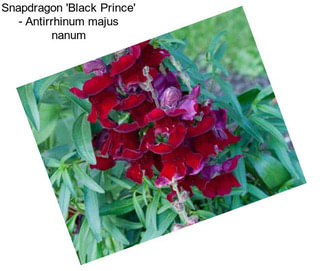 Snapdragon \'Black Prince\' - Antirrhinum majus nanum