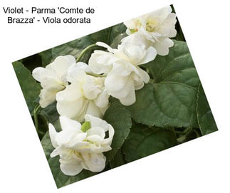Violet - Parma \'Comte de Brazza\' - Viola odorata