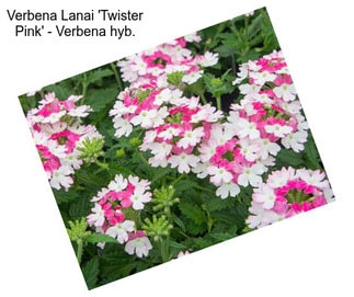 Verbena Lanai \'Twister Pink\' - Verbena hyb.